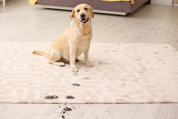 Pet Carpet  Cleaners